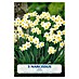 Lukovice proljetnog cvijeća Narcisa Budget Collection Minnow 