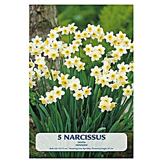 Lukovice proljetnog cvijeća Narcisa Budget Collection Minnow (Bijela, Botanički opis: Narcissus)