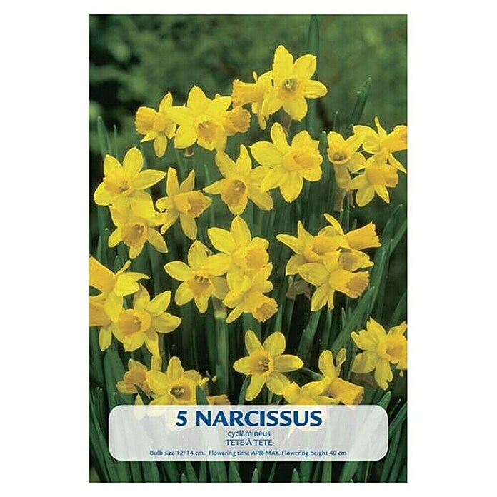Lukovice proljetnog cvijeća Narcisa Tete á Tete  (Žuta, Botanički opis: Narcissus, Broj cvjetnih lukovica: 5 Kom.) | BAUHAUS
