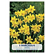 Lukovice proljetnog cvijeća Narcisa Tete á Tete  (Žuta, Botanički opis: Narcissus, Broj cvjetnih lukovica: 5 Kom.) | BAUHAUS