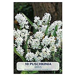 Lukovice proljetnog cvijeća Puschkinia scilloides (Bijela, Botanički opis: Puschkinia)