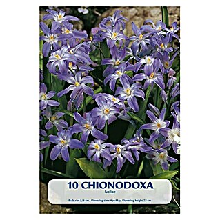 Cvjetne lukovice Chionodoxa Luciliae (Ljubičasta, Botanički opis: Chionodoxa)
