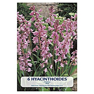 Lukovice proljetnog cvijeća Hyacinthoides Hispanica Pink (Roza, Botanički opis: Hyacinthoides)