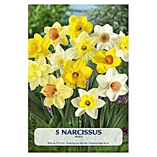 Lukovice proljetnog cvijeća Narcissus mixed (Žuta, Botanički opis: Narcissus)