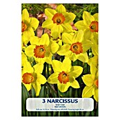 Lukovice proljetnog cvijeća Narcisa Red Devon  (Žuta, Botanički opis: Narcissus, Broj cvjetnih lukovica: 3 Kom.) | BAUHAUS