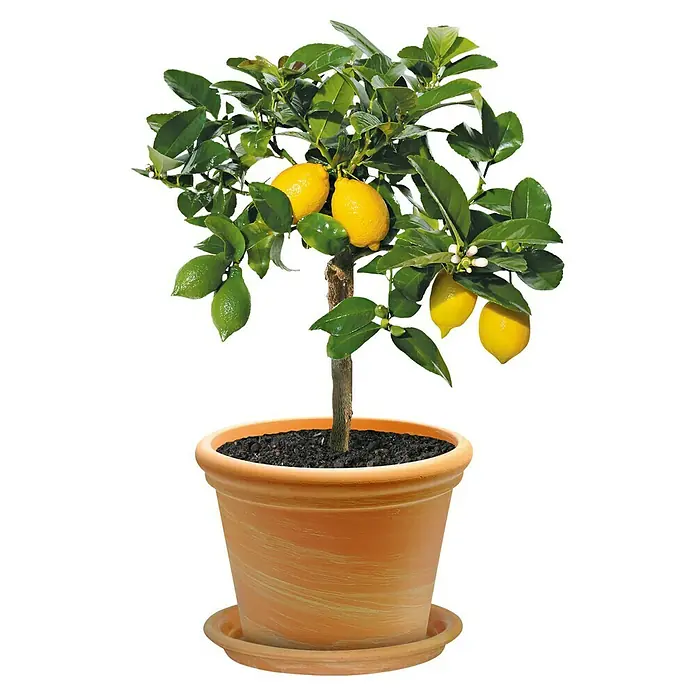 Pflanztopf - Max. Auendurchmesser: 24 cm, Hhe: 18 cm, Naturmaterialien,  Terracotta online kaufen bei BAUHAUS