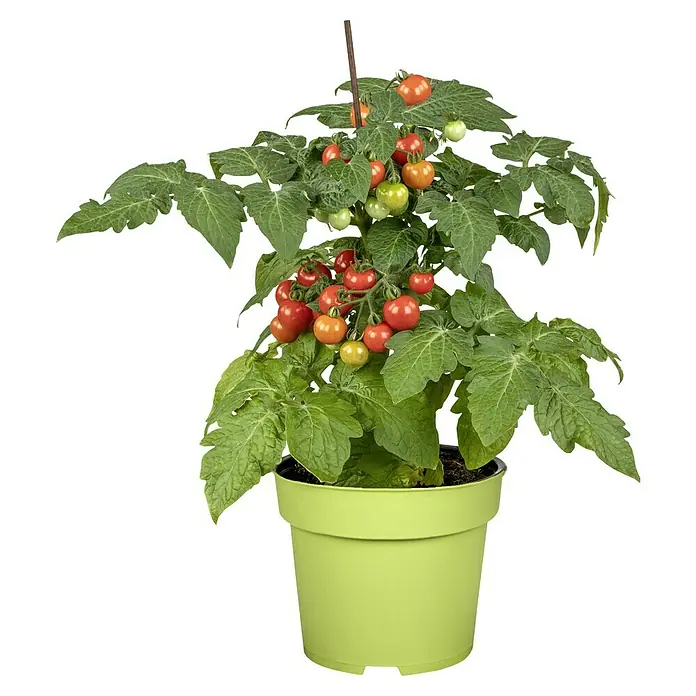 Piardino Mini-Tomate - Solanum lycopersicum 'Strongboy' F1, Topfgröße: 12 cm, Erntezeit: Juli - Nahaufnahme einer Topfpflanze mit reifen und unreifen Tomaten, gestützt durch einen kleinen Pfahl, in einem hellgrünen Topf vor schwarzem Hintergrund.