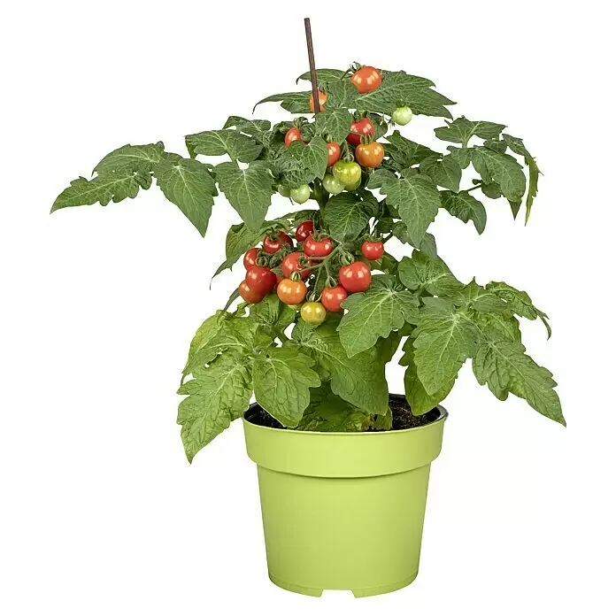 Piardino Mini-TomateSolanum lycopersicum 'Strongboy' F1, Topfgröße: 12 cm, Erntezeit: Juli