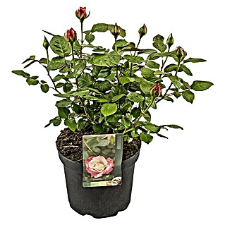 Piardino Edelrose 'Nostalgie'® (Rosa 'Nostalgie', Blütenfarbe: Weiß/Rot)