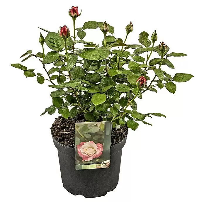 Piardino Edelrose 'Nostalgie'® - Rosa 'Nostalgie'®, Blütenfarbe: Weiß/Rot - Eine lebendige Topfrosenpflanze mit zahlreichen grünen Blättern und roten Knospen, in einem schwarzen Topf mit Pflanzenetikett.