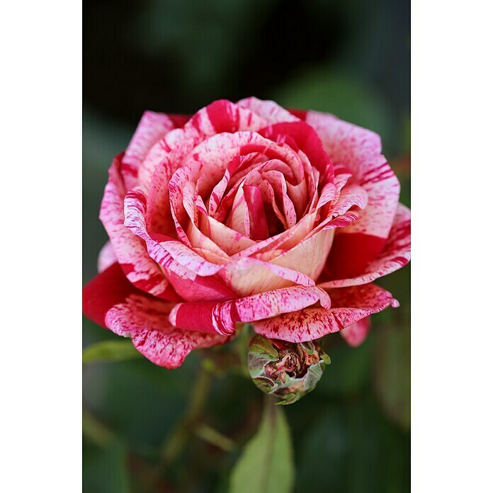 KletterroseRosa 'Colibri'®, Rosa weiß Detail Shot