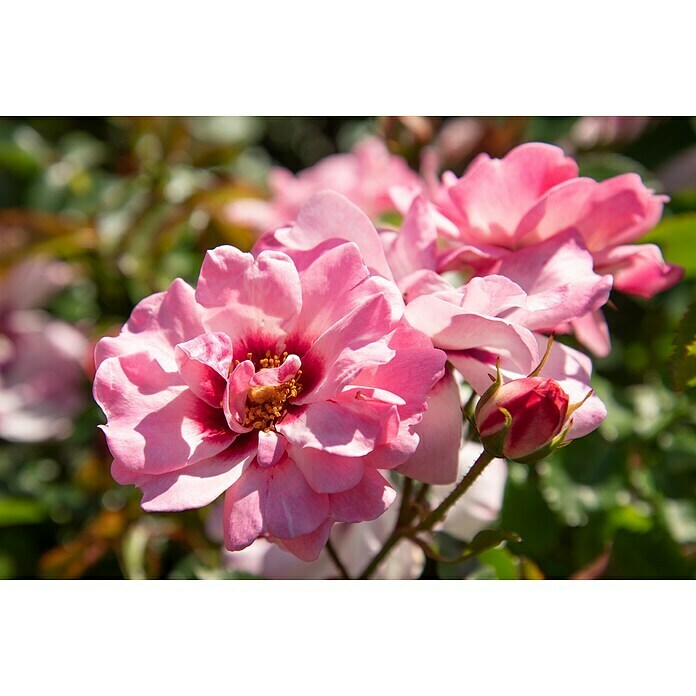 RosenstämmchenRosa 'Eye to eye'® (Chewcoeye), Pink Detail Shot