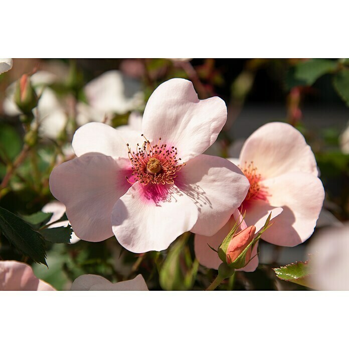 BeetroseRosa 'Eyes on me'® (Chewsumsign), Rosa Detail Shot