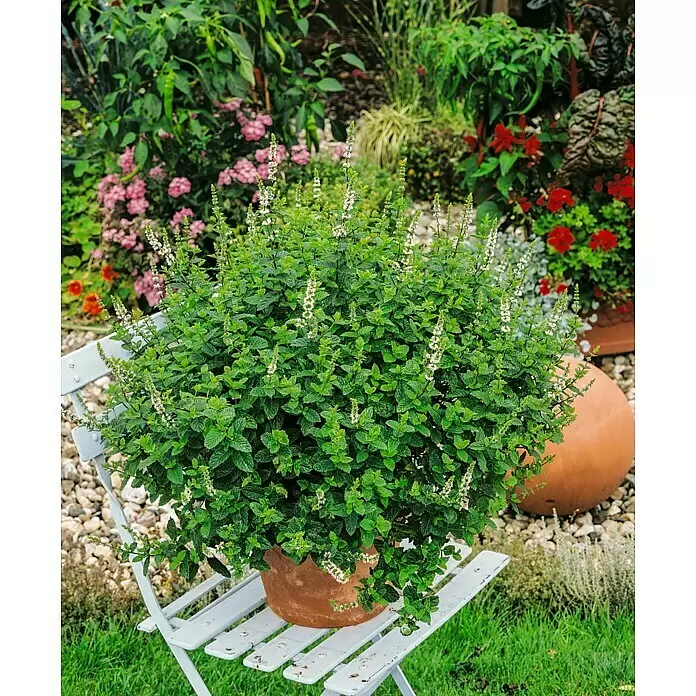 Piardino Marokkanische Minze Bio - Mentha spicata Maroccan - Eine üppige Topfminze mit kleinen weißen Blüten steht auf einem weißen Gartenstuhl in einer farbenfrohen Gartenumgebung.