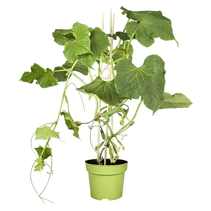 Piardino Gurke - Cucumis sativus, 19 cm, Erntezeit: August - Ein Gurkenpflanze im Topf mit gelben Blüten, die an einem Rankgitter befestigt ist, ideal für den Anbau auf kleinem Raum.