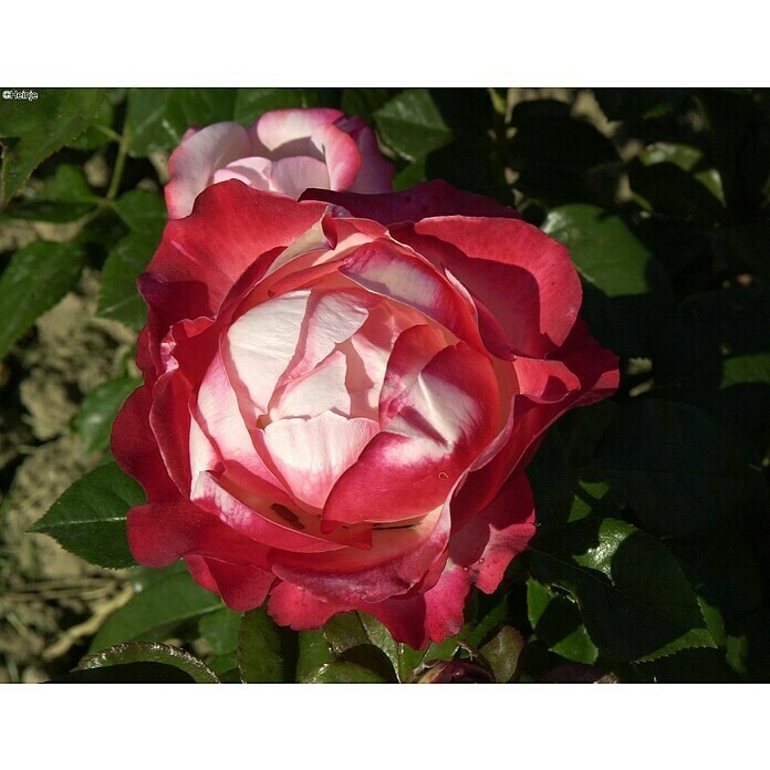 Edelrose StämmchenRosa 'Nostalgie'®, Weißrot Detail Shot