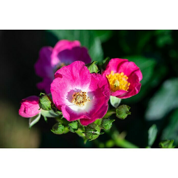 RosenstämmchenRosa 'Rosy Boom® Mini', Pink Detail Shot