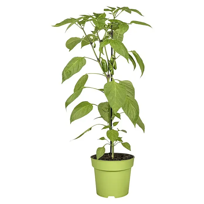 Piardino Paprika - Capsicum annuum 'Lubega'®, 19 cm, Erntezeit: August - Eine grüne Jalapeño-Pflanze in einem hellgrünen Topf mit vielen grünen Blättern und grünen Jalapeños.
