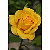 Piardino Rosa de tiesto (Rosa Parade, Tamaño de maceta: 11 cm, Amarillo) | BAUHAUS