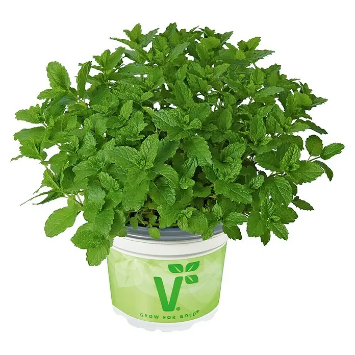 Piardino Minze - Mentha spicata, Topfgröße: 12 cm - Ein frischer Minztopf von Grow for Gold mit üppigen grünen Blättern, ideal für Küche und Garten.