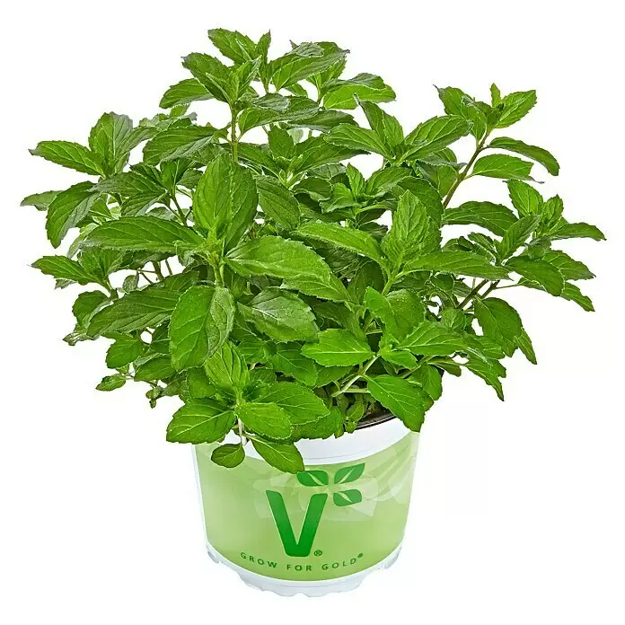 Piardino Bio Pfefferminze - Mentha piperita 'Citaro', Topfgröße: 12 cm - Vorderansicht