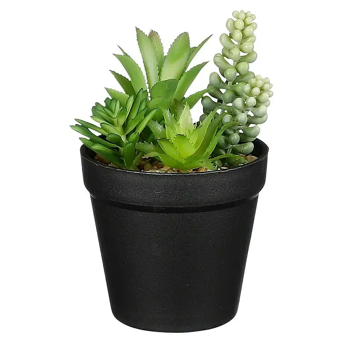 Planta artificial Suculenta verde - Altura: 17 cm, Verde, Plástico - Suculentas artificiales en una maceta negra, que ofrecen una decoración realista para cualquier habitación.