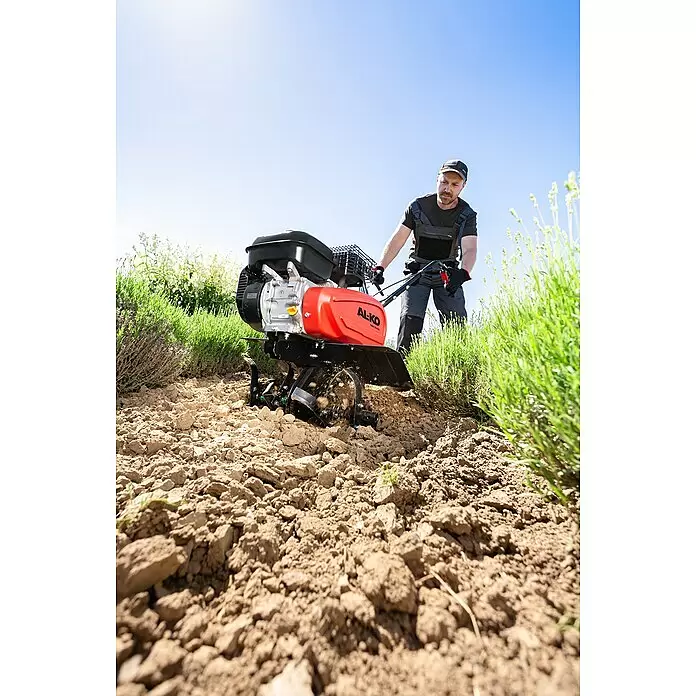 AL-KO Comfort Benzin-Bodenhacke MH 540 Comfort - 3,45 kW, 4-Takt, Max. Flächenempfehlung: 300 m² - Mann bedient eine rote und schwarze AL-KO MH 540 Motorhacke zur Bodenbearbeitung neben Lavendelpflanzen.