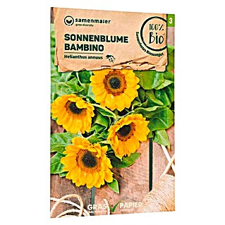 samenmaier Blumensamen Bio Sonnenblume Bambino (Helianthus annuus, Gelb, Saatzeit: März, Blütezeit: Juni)