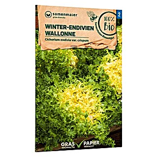 Gemüsesamen Bio Winter-Endivie Wallonne (Cichorium endivia var. crispum, Saatzeit: Juni, Erntezeit: September)