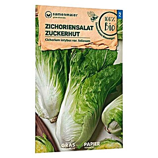 samenmaier Salatsamen Bio Zichoriensalat Zuckerhutsalat (Cichorium intybus var. foliosum, Erntezeit: September)