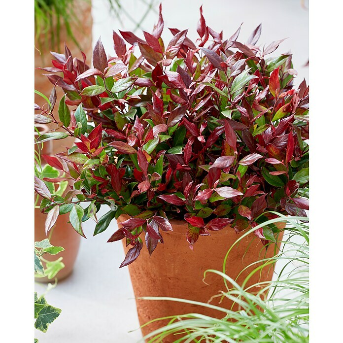 TraubenheideLeucothoe fontanesiana 'Little Flames' Mood Shot