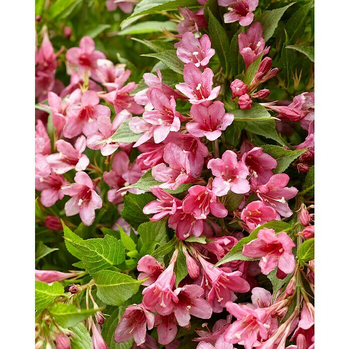 Weigelie (Weigela florida 'Picobella Rosa', 30 cm 50 cm) BAUHAUS