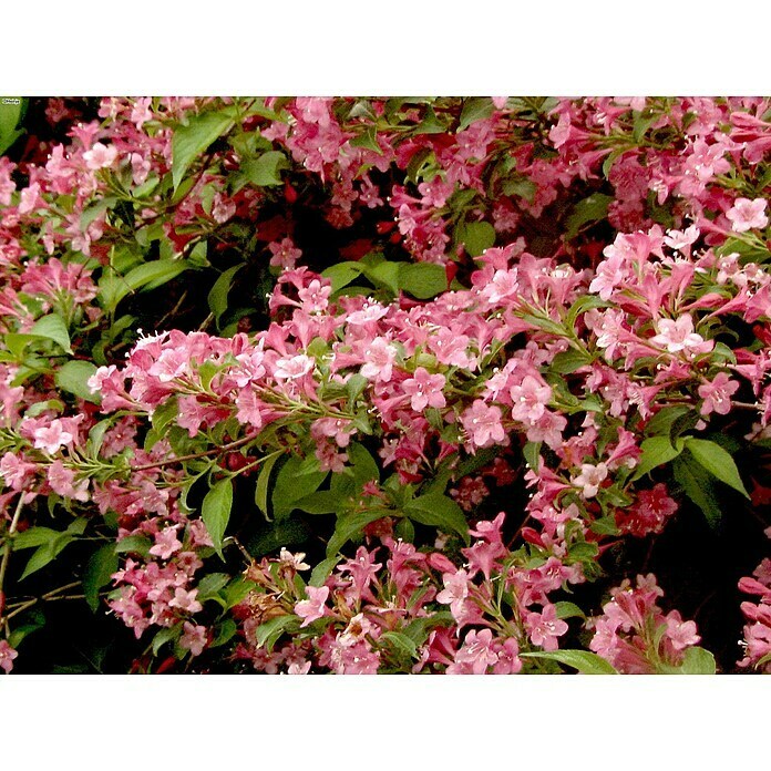 WeigelieWeigela florida 'Styriaca', 30 cm - 50 cm Detail Shot