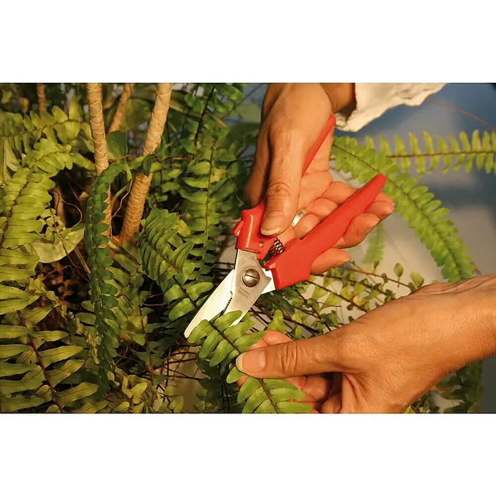 Wisent Kombi-Schere - Schnittlänge: 42 mm, Material Klinge: Edelstahl - Jemand schneidet mit einer roten Gartenschere einen Farn zurück. Die Schere hat gezackte Klingen für einen präzisen Schnitt.
