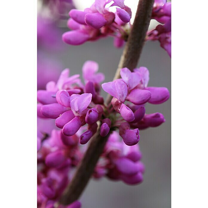 JudasbaumCercis chinensis 'Avondale', Aktuelle Wuchshöhe: 60 cm - 80 cm Detail Shot