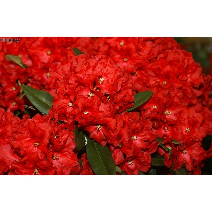 Großblumiger RhododendronRhododendron 'Rabatz'® EASYDENDRON®, Topfvolumen: 5 l, Rot Detail Shot