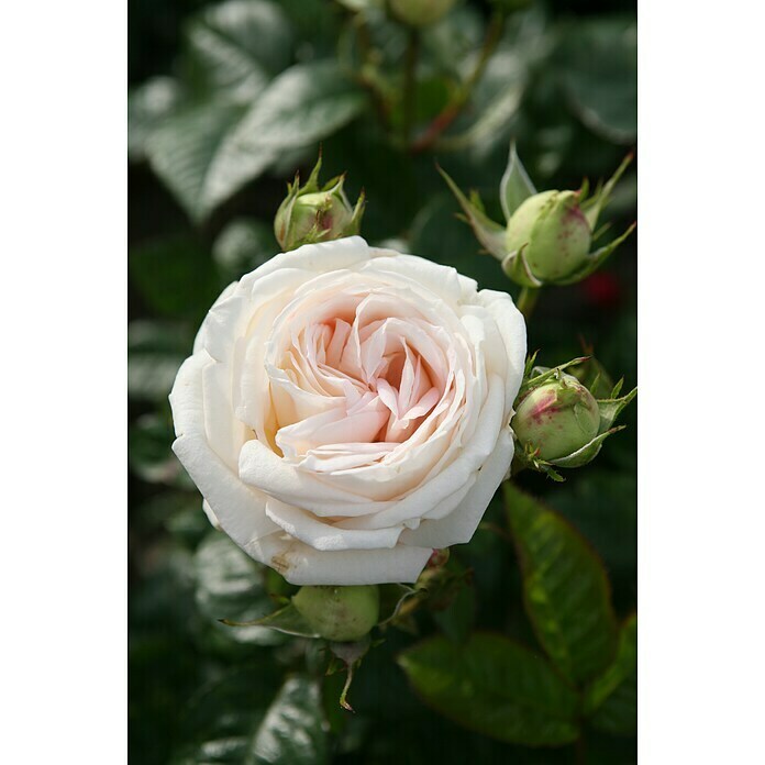 EdelroseParfuma®  Rosa 'Madame Anisette'®, Apricot Detail Shot