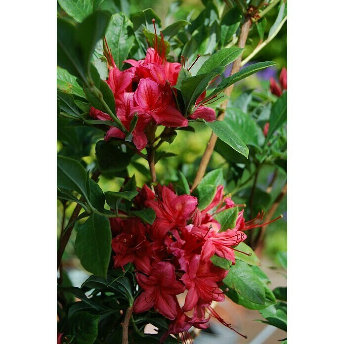 RhododendronRhododendron viscosum 'Millennium', Topfvolumen: 4,6 l, Pink Detail Shot