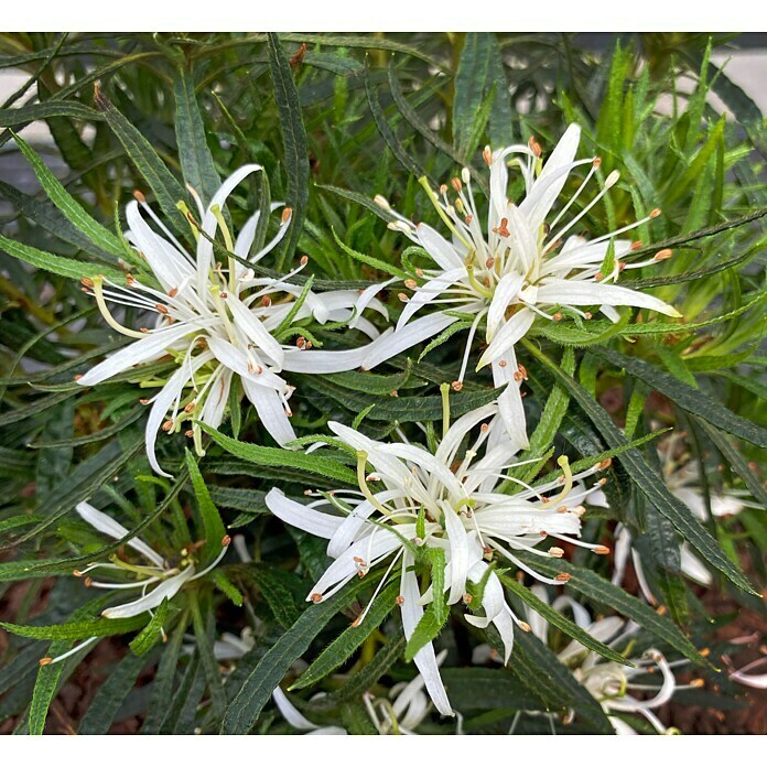 Großblumiger RhododendronRhododendron obtusum 'Star Style', Topfvolumen: 3 l, Weiß Detail Shot