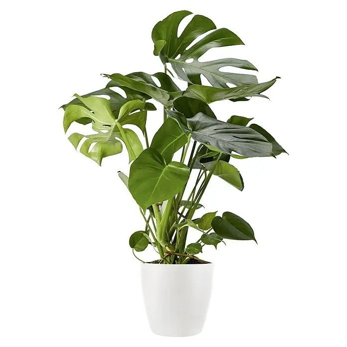 Lechuza Classico Pflanztopf Color - Außenmaß (Ø x H): 27,5 x 26 cm, Kunststoff, Weiß - Zimmerpflanze Monstera deliciosa in einem weißen Topf. Die Pflanze hat große, grüne Blätter mit charakteristischen Schlitzen.