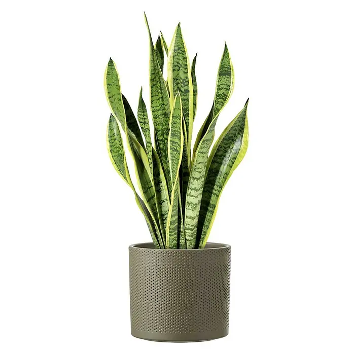 Mica Decorations Übertopf rund Era - Außenmaß (Ø x H): 23 x 21,5 cm, Grün, Keramik - Zimmerpflanze Sansevieria trifasciata im Topf. Die Pflanze hat lange, schwertartige Blätter mit gelben Rändern und dunklen, horizontalen Streifen.