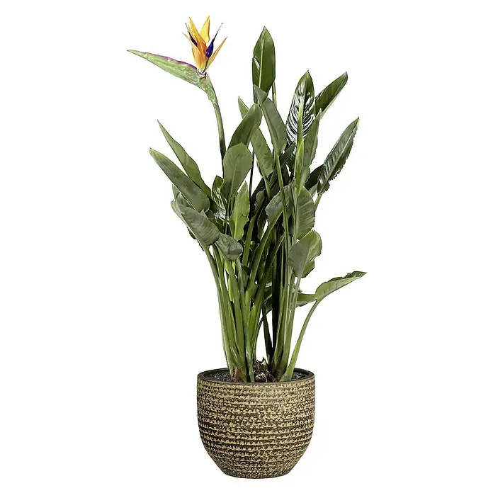 Mica Decorations Übertopf rund Carrie - Außenmaß (Ø x H): 20 x 18 cm, Braun, Naturmaterialien - Die Zimmerpflanze Strelitzie, auch bekannt als Paradiesvogelblume, präsentiert sich in einem dekorativen Topf und ist ein echter Hingucker.