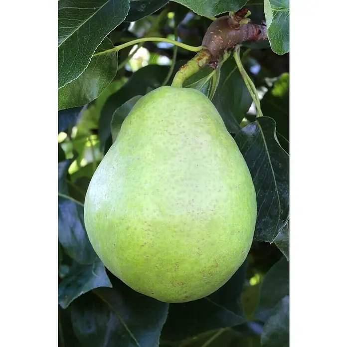 Piardino Birnenbaum - Pyrus communis 'Williams Christ', Erntezeit: August - Nahaufnahme einer einzelnen, reifen, grünen Birne, die an einem Baum hängt, umgeben von Blättern.
