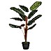 Planta artificial Calathea roseopicta 