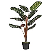 Planta artificial Calathea roseopicta (Altura: 90 cm, Plástico) | BAUHAUS