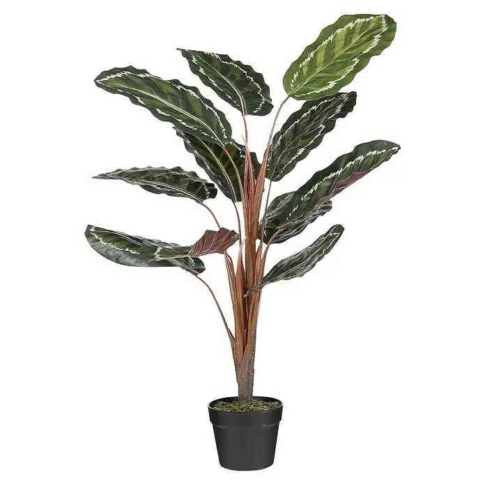 Planta artificial Calathea roseopicta - Altura: 90 cm, Plástico - Planta artificial decorativa de Calathea en una maceta. Esta planta sintética realista agrega un toque de verdor y elegancia a cualquier espacio.