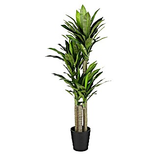 Planta artificial Drácena (Altura: 150 cm, Plástico)