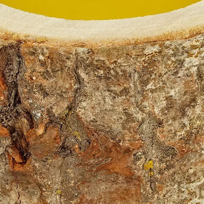 Duftkerze Holzkerzenhalter - Citronella, Gelb - Nahaufnahme eines Baumstammabschnitts mit rauer Rinde und einer dicken, weißen, faserigen Oberschicht vor gelbem Hintergrund.