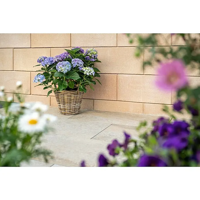 Diephaus Schalungsstein Cary - 50 x 24 x 25 cm, Sandstein, Beton - Ein blauer Hortensienbusch in einem Weidenkorb vor einer hellen Ziegelwand, umrahmt von Blumen, die eine ruhige Gartenszene schaffen.