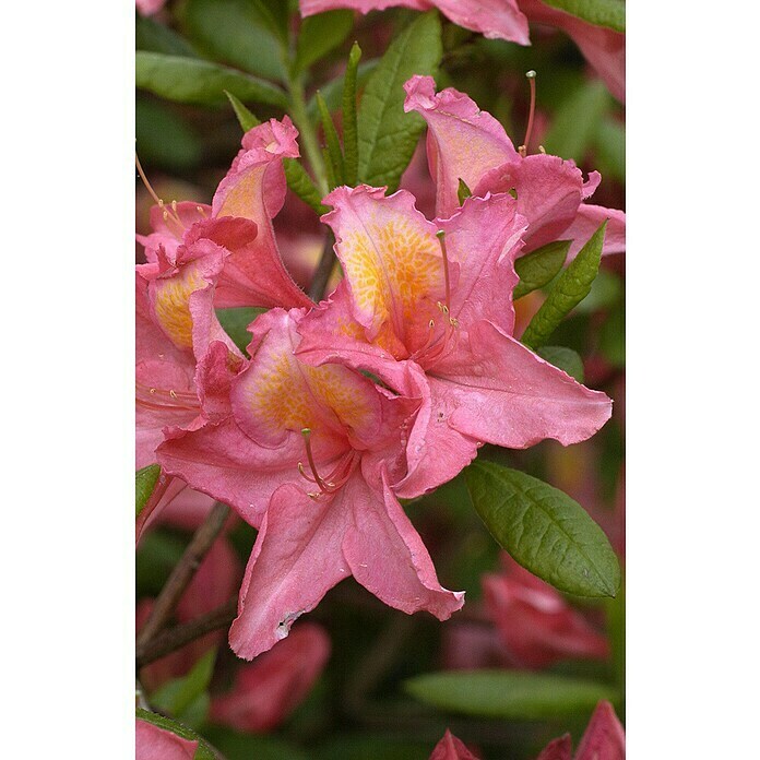 RhododendronRhododendron luteum 'Pink Mimosa', Topfvolumen: 10 l, Rosa Detail Shot